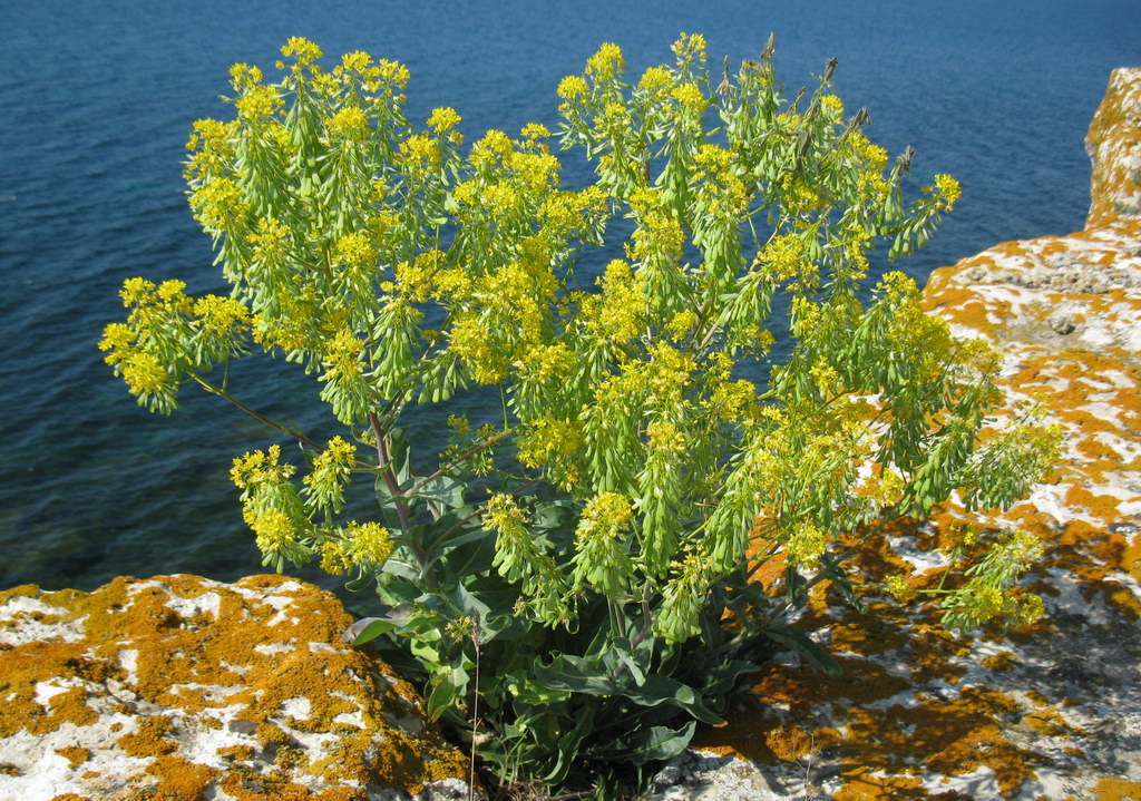 Image of Isatis littoralis specimen.