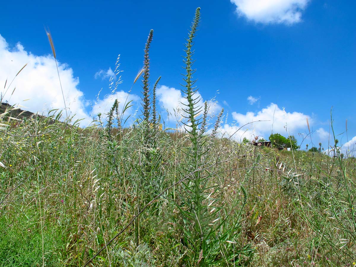 Изображение особи Echium glomeratum.