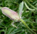 Papaver setiferum