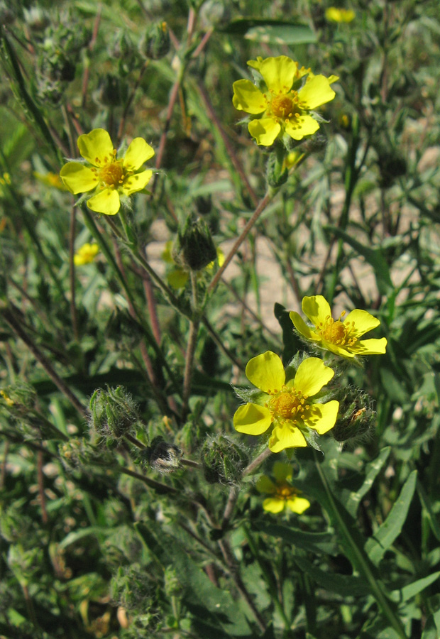 Image of genus Potentilla specimen.