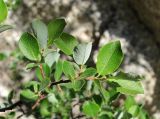 Salix bebbiana. Верхушка ветви. Архангельская обл., Пинежский р-н, восточные окр. Пинежского заповедника, на обнажении горной породы в карстовом логу. 21.06.2013.