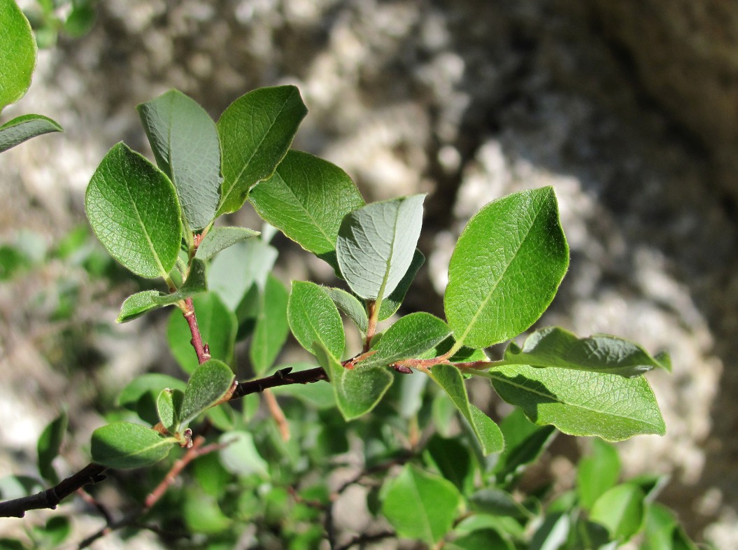Image of Salix bebbiana specimen.