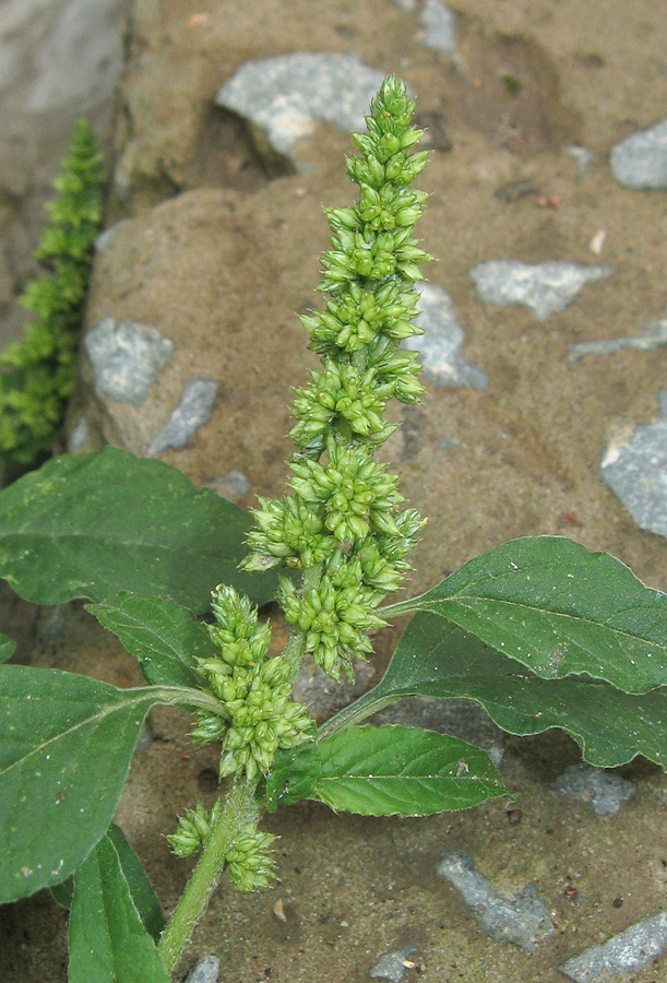 Image of Amaranthus deflexus specimen.