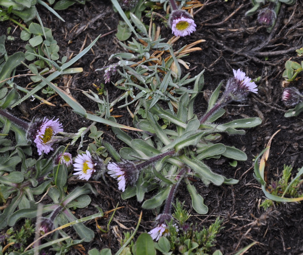 Image of Erigeron epiroticus specimen.