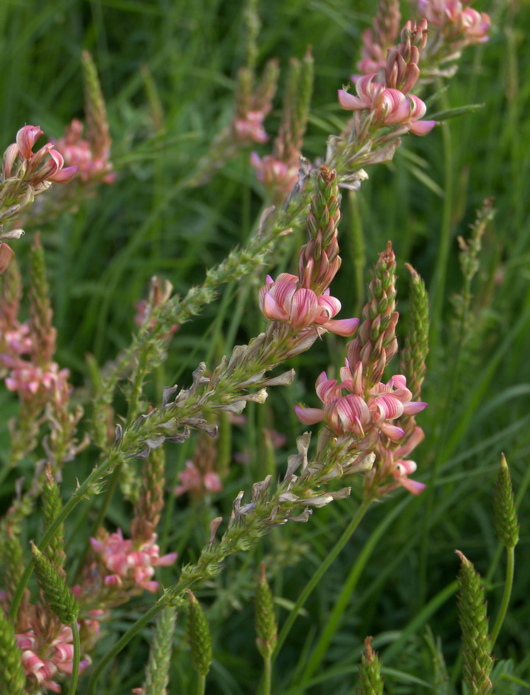 Изображение особи Onobrychis inermis.