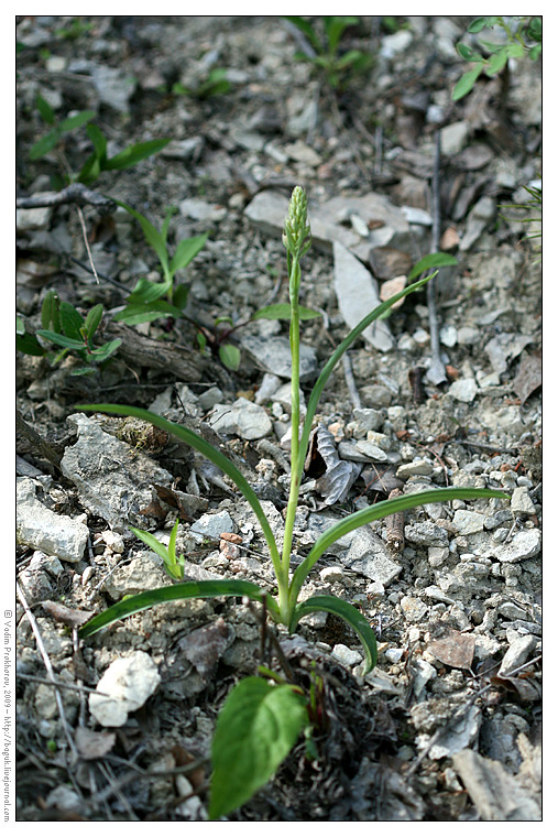 Изображение особи Gymnadenia conopsea.