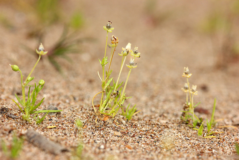 Изображение особи Sagina procumbens.