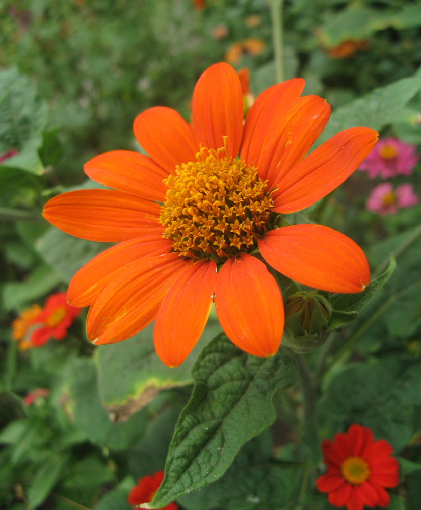 Image of Tithonia rotundifolia specimen.