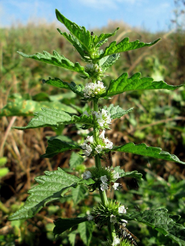 Изображение особи Lycopus europaeus.