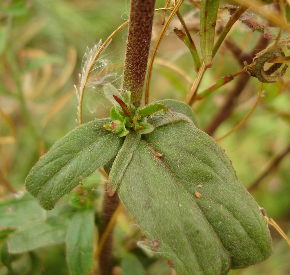 Image of Epilobium parviflorum specimen.