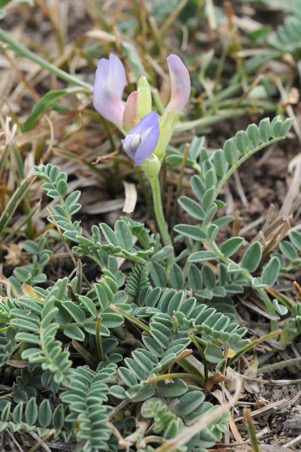 Изображение особи Astragalus tibetanus.