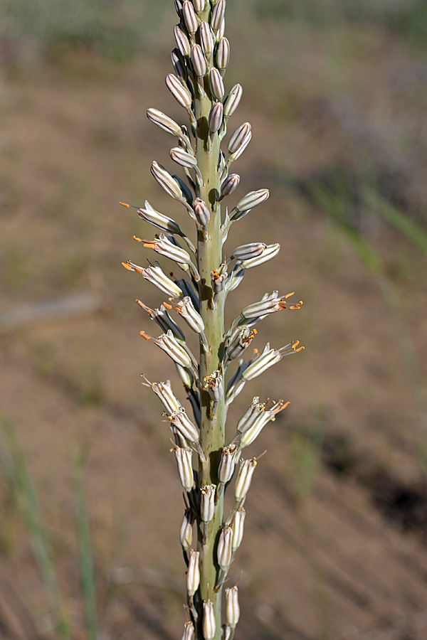 Изображение особи Eremurus inderiensis.