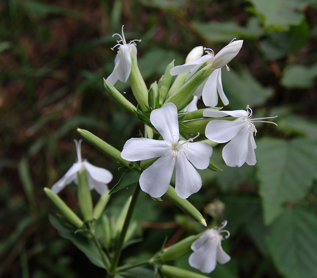 Image of Saponaria officinalis specimen.