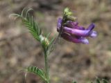 Vicia varia