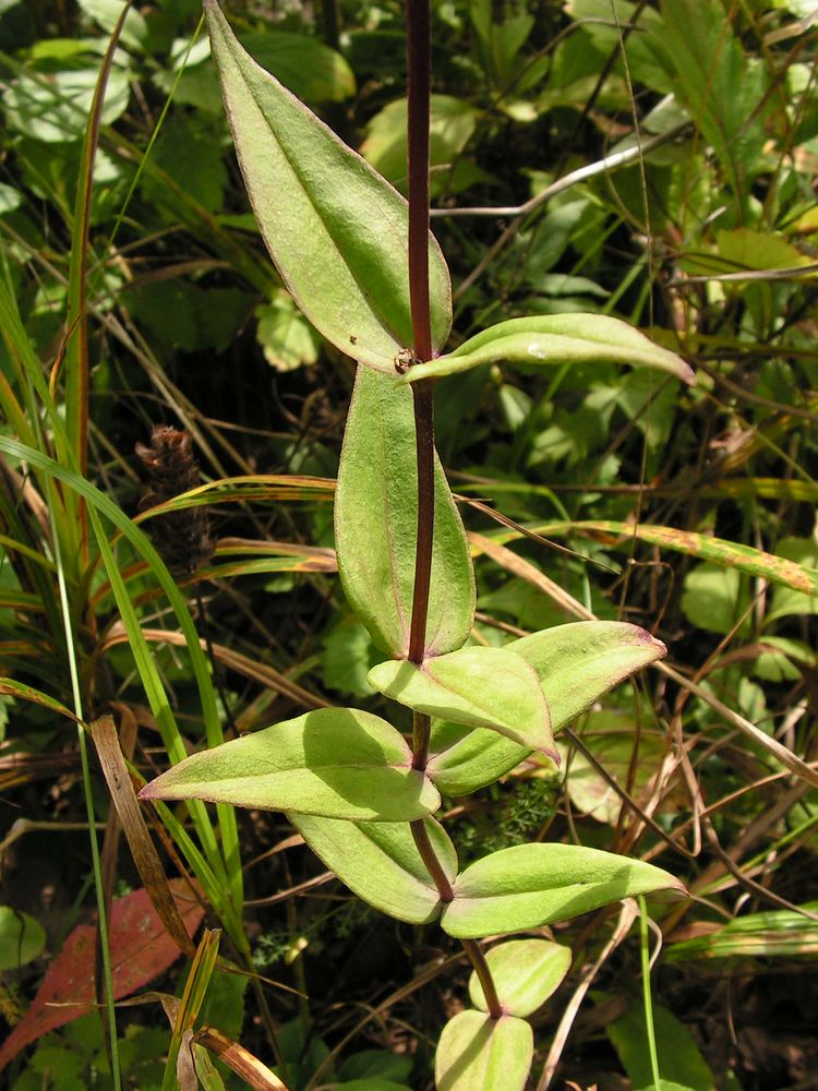 Изображение особи Gentiana scabra.