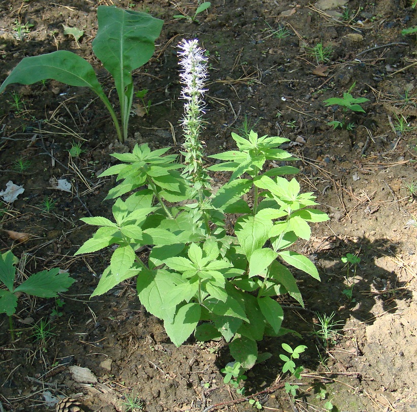 Изображение особи Veronicastrum sibiricum.