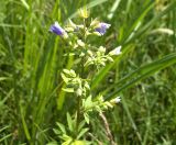 Polemonium caeruleum. Верхушка цветущего растения. Курская обл., Железногорский р-н, ур. Кармановская дача. 22 июля 2007 г.