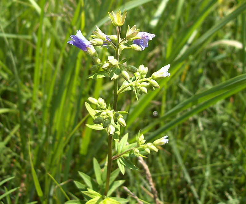 Image of Polemonium caeruleum specimen.