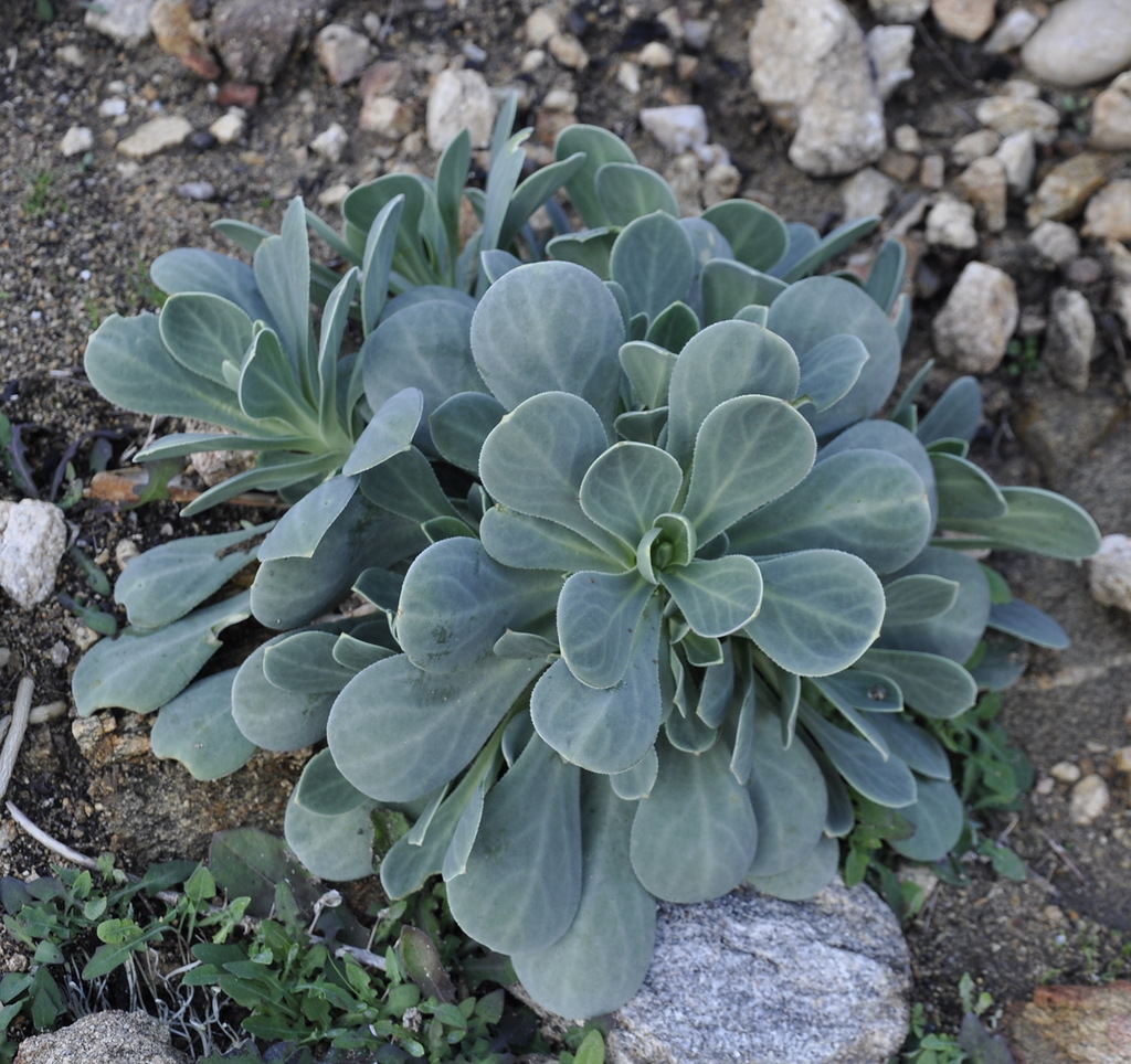 Image of Oberna fabaria specimen.