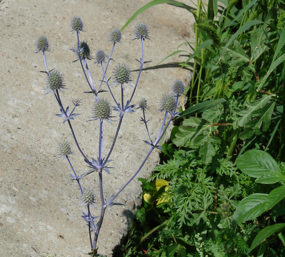 Изображение особи Eryngium planum.