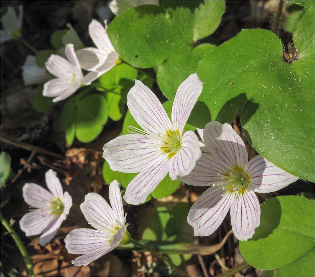 Изображение особи Oxalis acetosella.