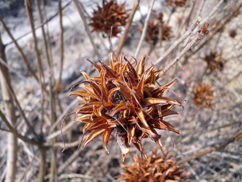 Image of Rhododendron luteum specimen.