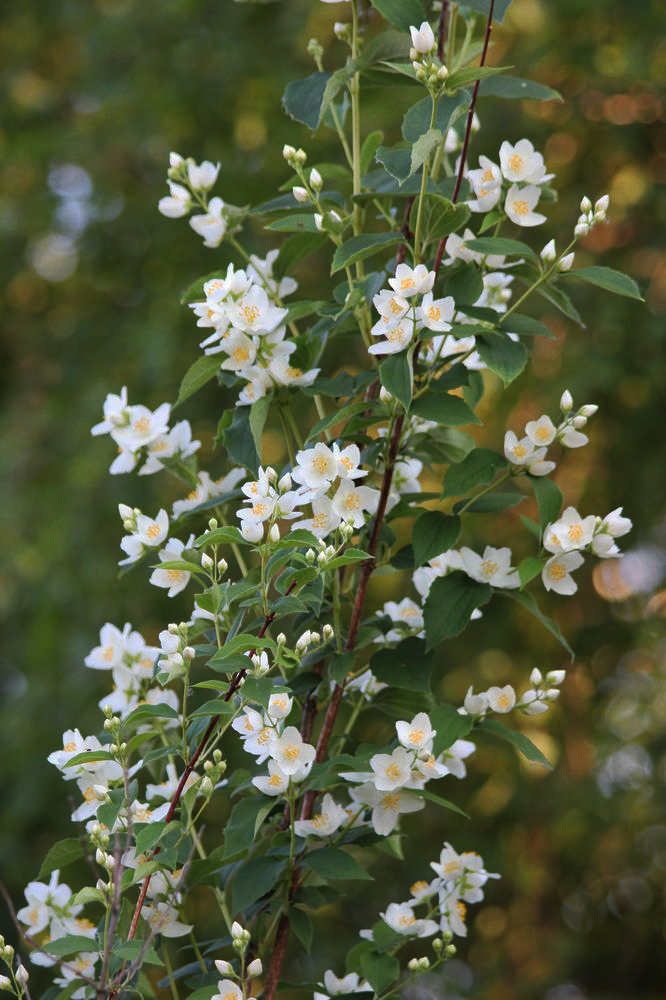 Изображение особи Philadelphus coronarius.