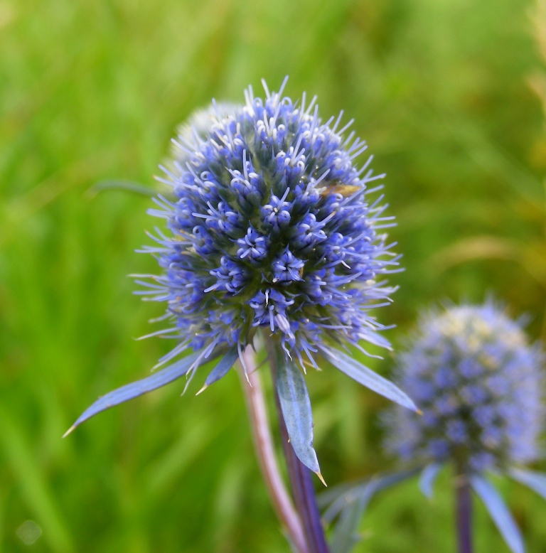 Image of Eryngium planum specimen.