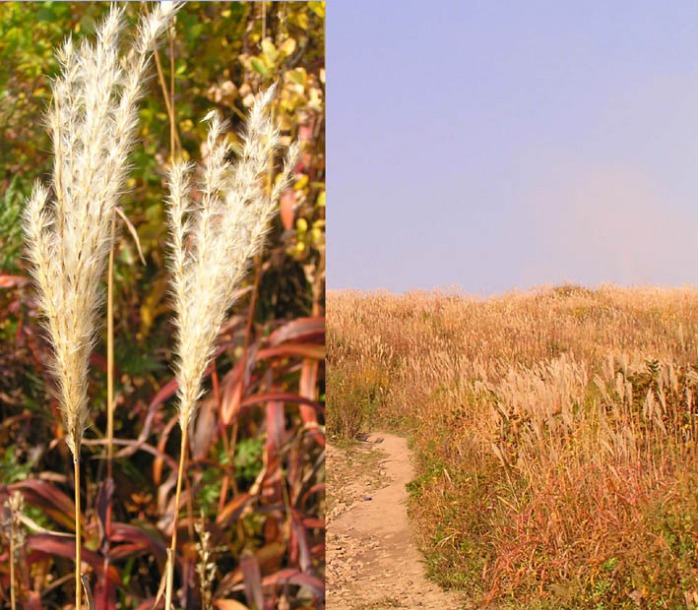 Image of Miscanthus purpurascens specimen.