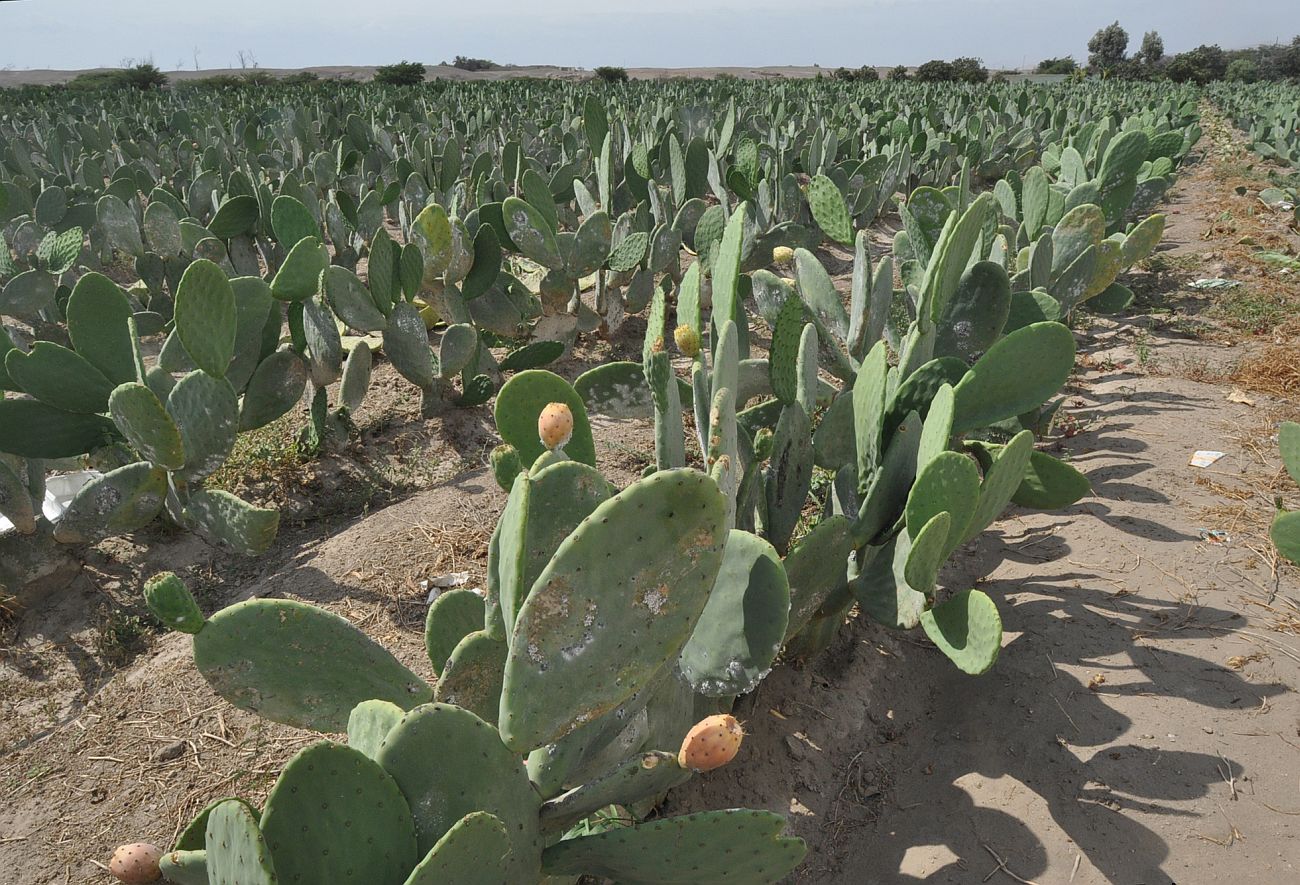 Изображение особи Opuntia ficus-indica.