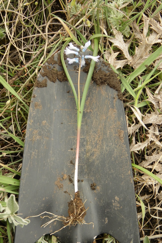 Image of Hyacinthella pallasiana specimen.