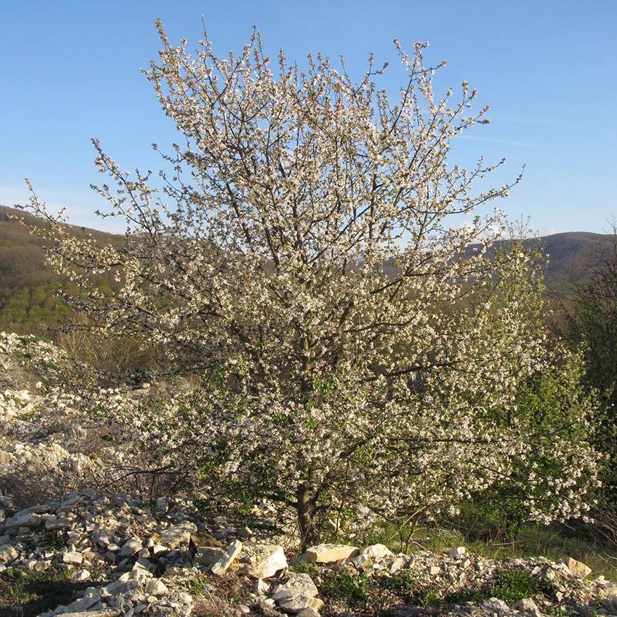 Image of genus Malus specimen.