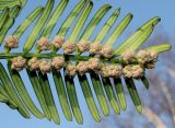 Cephalotaxus variety drupacea