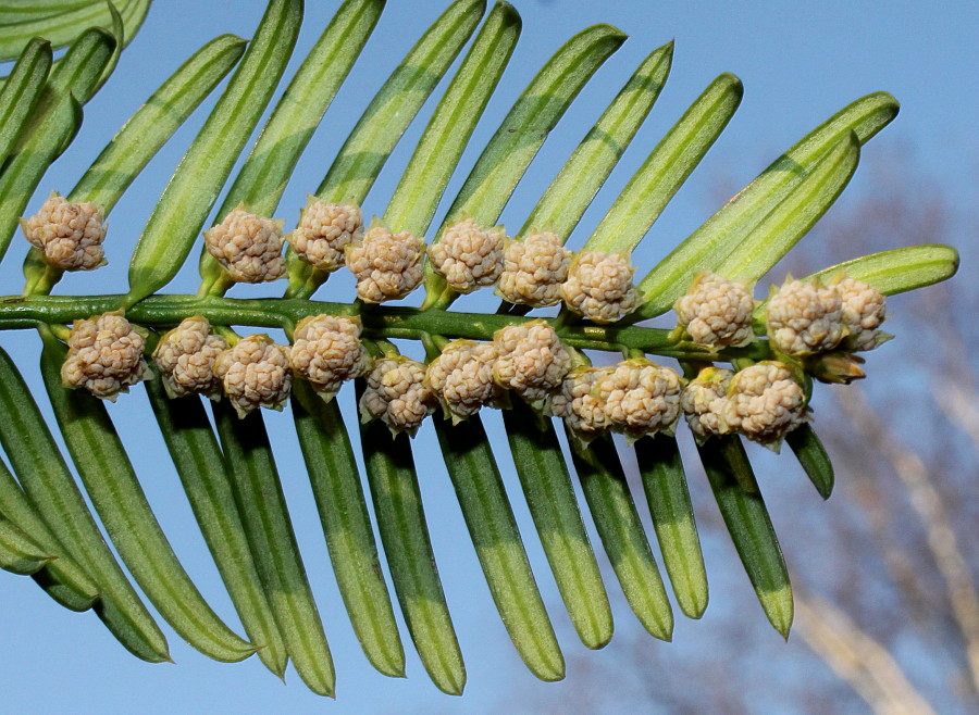 Image of Cephalotaxus harringtonia var. drupacea specimen.