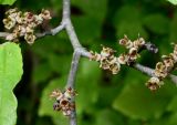 Hamamelis vernalis. Часть ветки с соплодиями. Германия, г. Дюссельдорф, Ботанический сад университета. 28.04.2014.