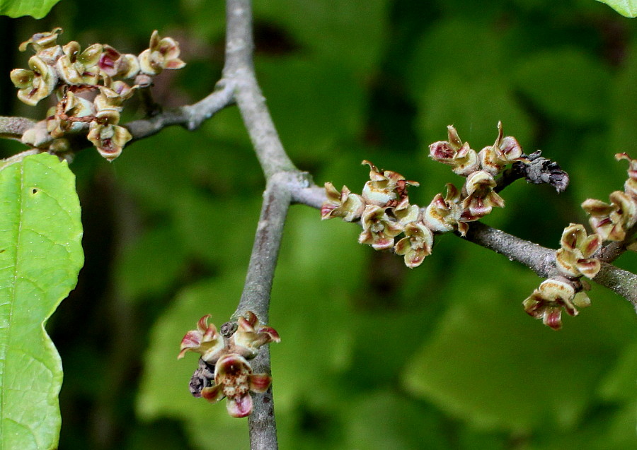 Изображение особи Hamamelis vernalis.