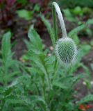 Papaver orientale