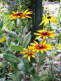 Rudbeckia hirta