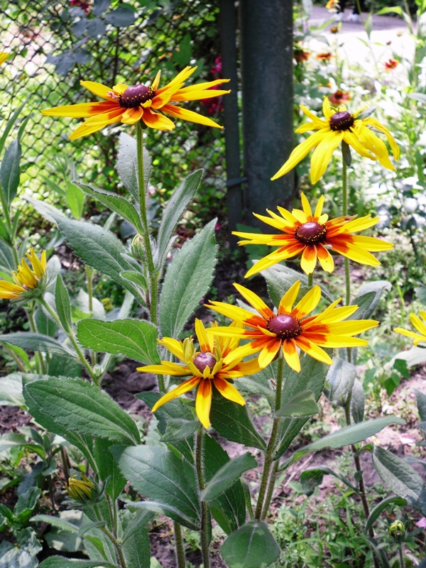 Изображение особи Rudbeckia hirta.