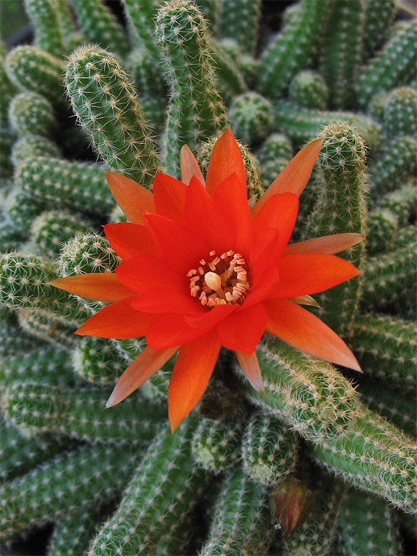 Изображение особи Echinopsis chamaecereus.