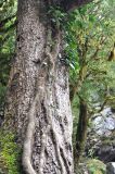 Hedera colchica. Часть взрослого растения на стволе дерева. Краснодарский край, окр. пос. Мезмай, Курджипское ущелье. 29.04.2014.