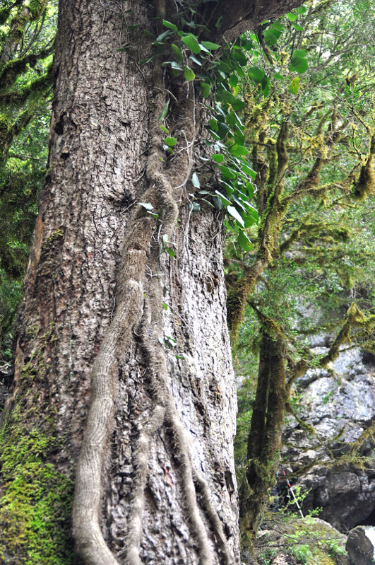 Image of Hedera colchica specimen.