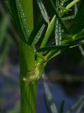 Thalictrum lucidum. Нижняя часть стебля (диаметр 15 мм, общая высота 1,5 м) в месте крепления листа с пазушным боковым побегом. Киев, берег Святошинского озера. 10 июля 2009 г.