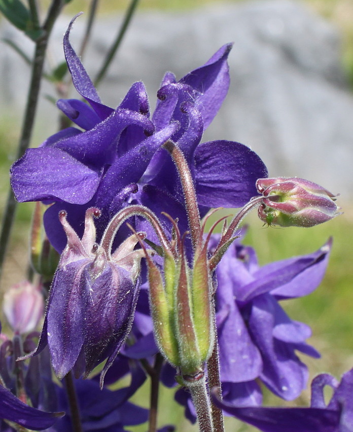 Изображение особи род Aquilegia.