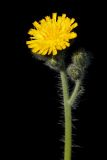 Image of taxon representative. Author is Антон Козырев
