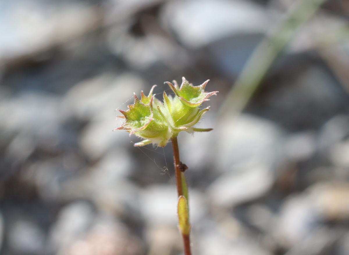 Изображение особи Valerianella coronata.