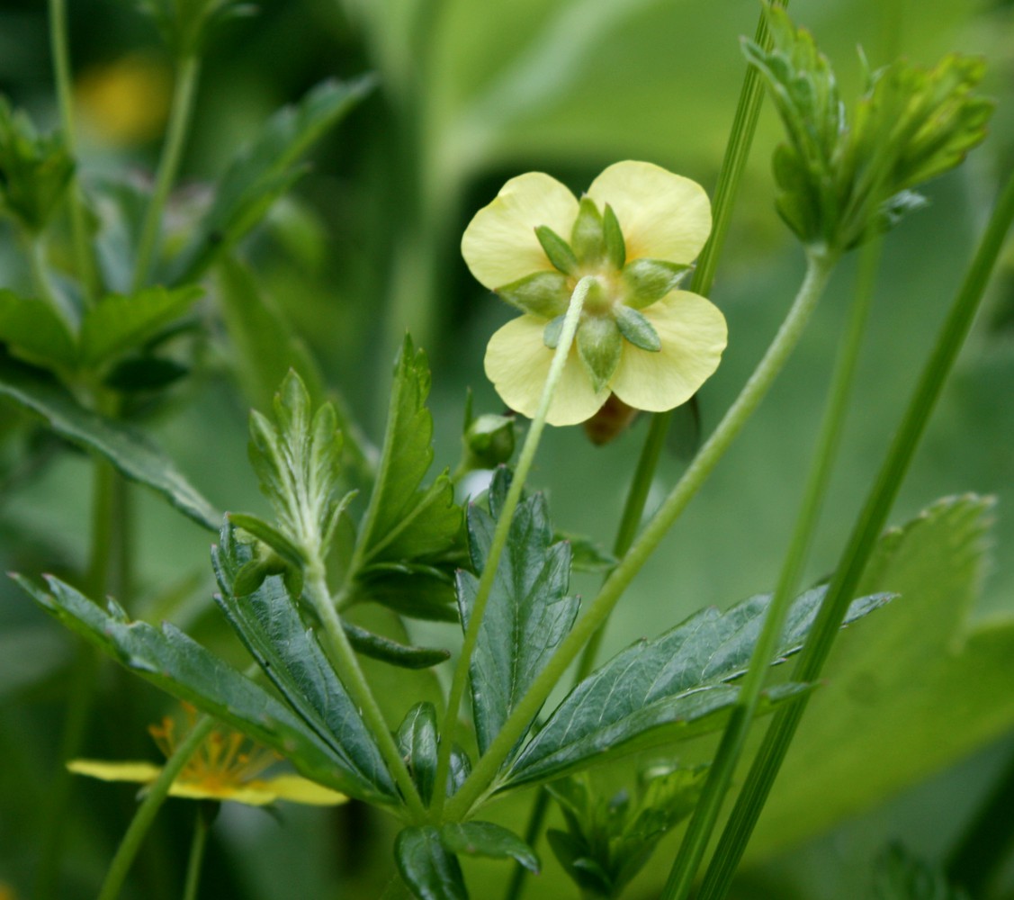 Изображение особи Potentilla erecta.