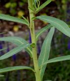 Euphorbia lucida. Средняя часть побега с основаниями листьев. Германия, г. Дюссельдорф, Ботанический сад университета. 02.06.2014.
