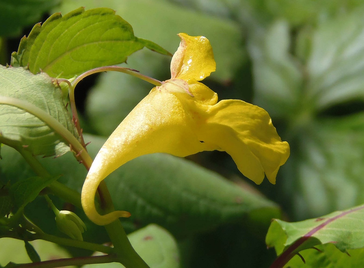 Изображение особи Impatiens noli-tangere.