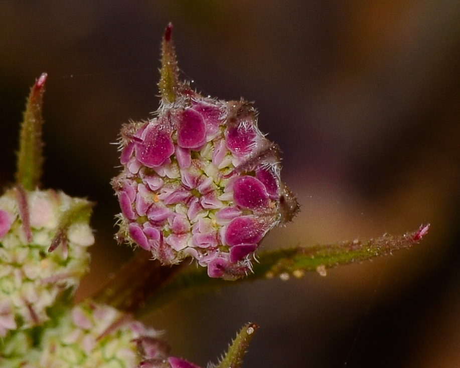 Image of Daucus glaber specimen.